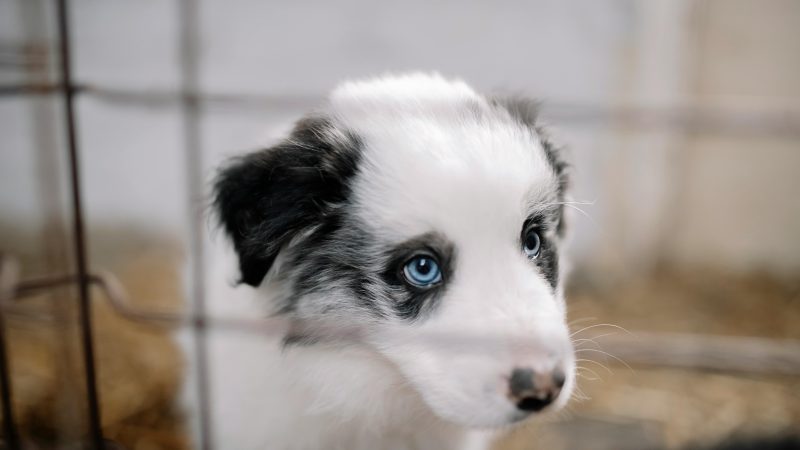Chiot Luna avec des yeux bleus perçants en cage (adoption chien refuge) Adoption