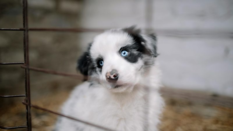 Chiot Luna avec des yeux bleus perçants en cage (adoption chien refuge) Adoption