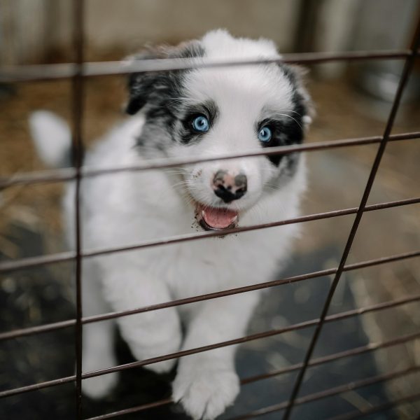Adoption Chiot Luna avec des yeux bleus perçants en cage (adoption chien refuge) Adoption