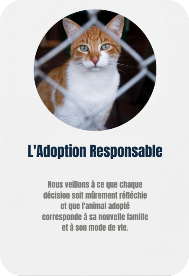 Main caressant un animal : procédure d'adoption responsable au refuge Adopte-moi. adoption