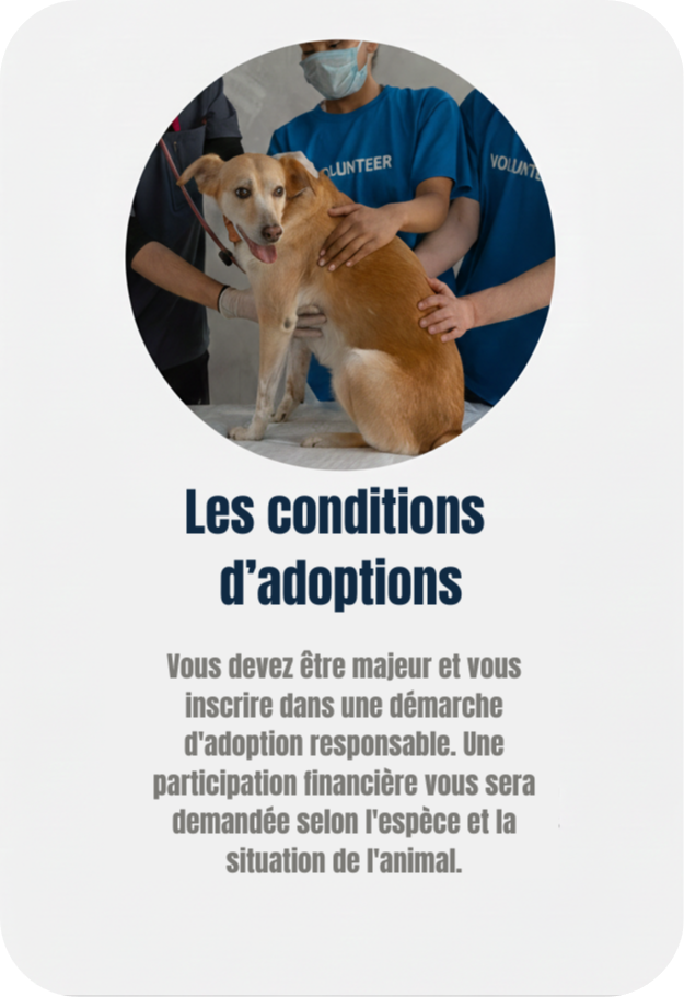 Main caressant un animal : procédure d'adoption responsable au refuge Adopte-moi. adoption