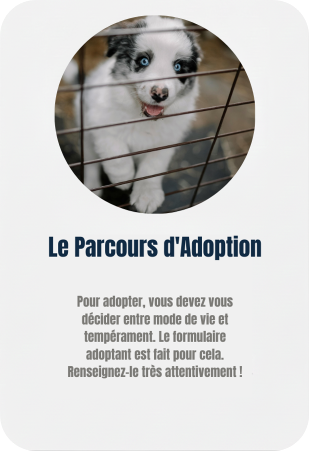 Main caressant un animal : procédure d'adoption responsable au refuge Adopte-moi. adoption