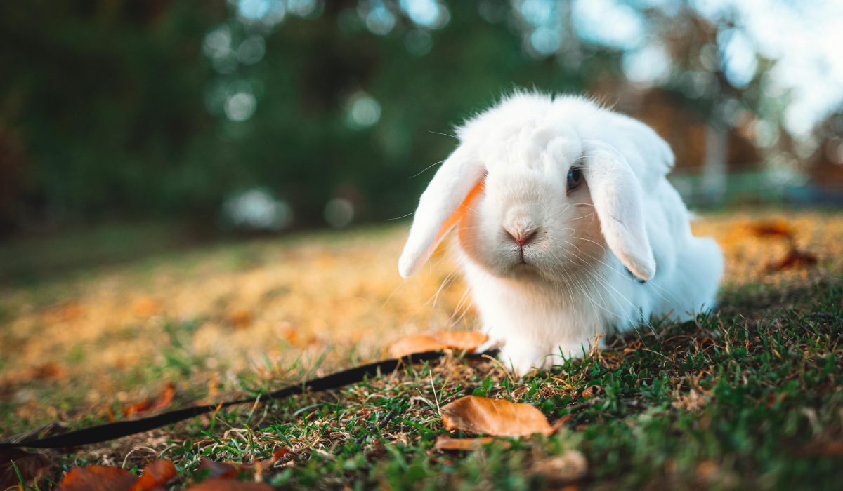Canelle, lapine douce rousse, en train de manger du foin (adopter lapine douce). Adoption