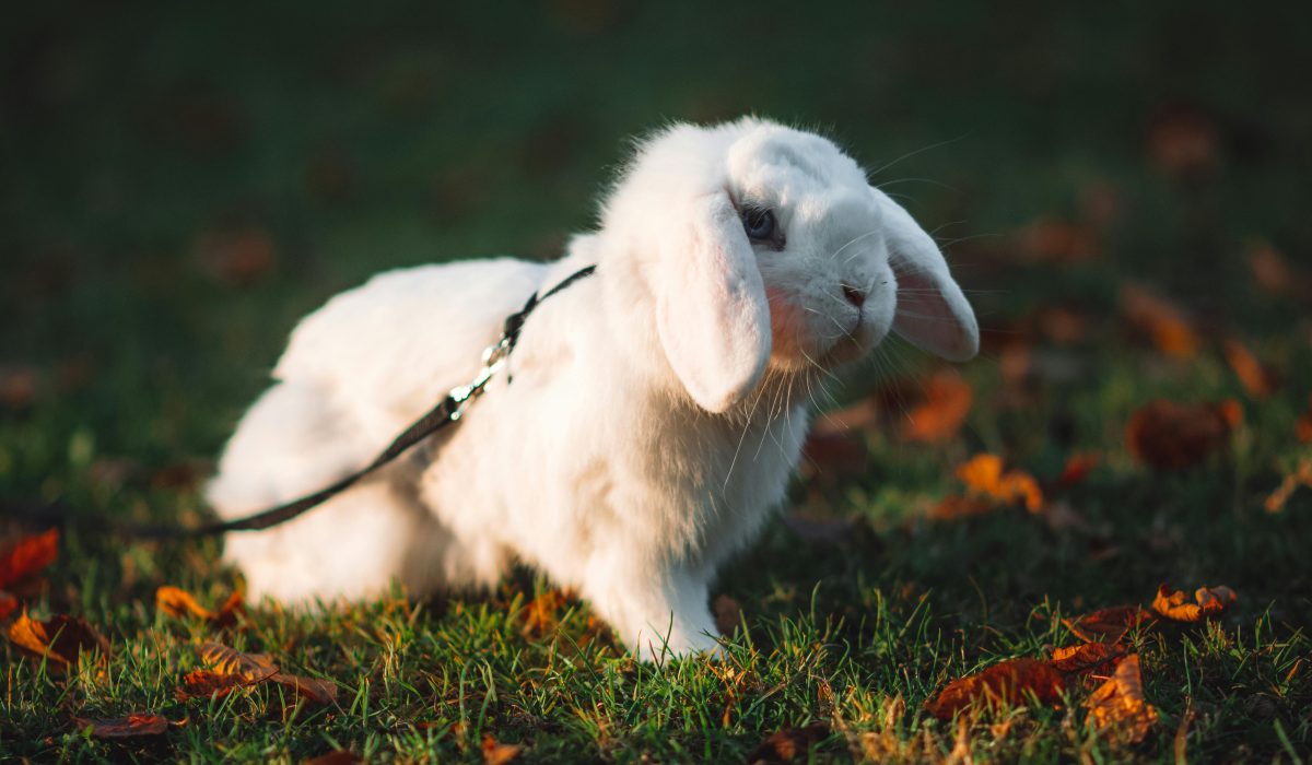 Canelle, lapine douce rousse, en train de manger du foin (adopter lapine douce). Adoption