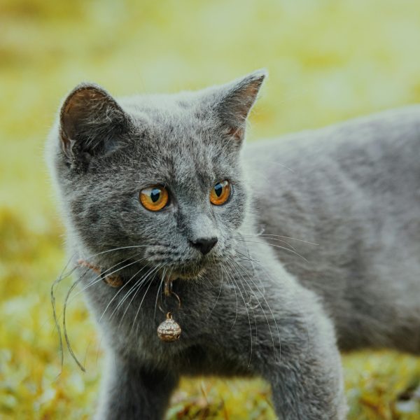 Portrait de Milo, jeune chat tigré joueur, en attente d'adoption chat tigré refuge. Adoption