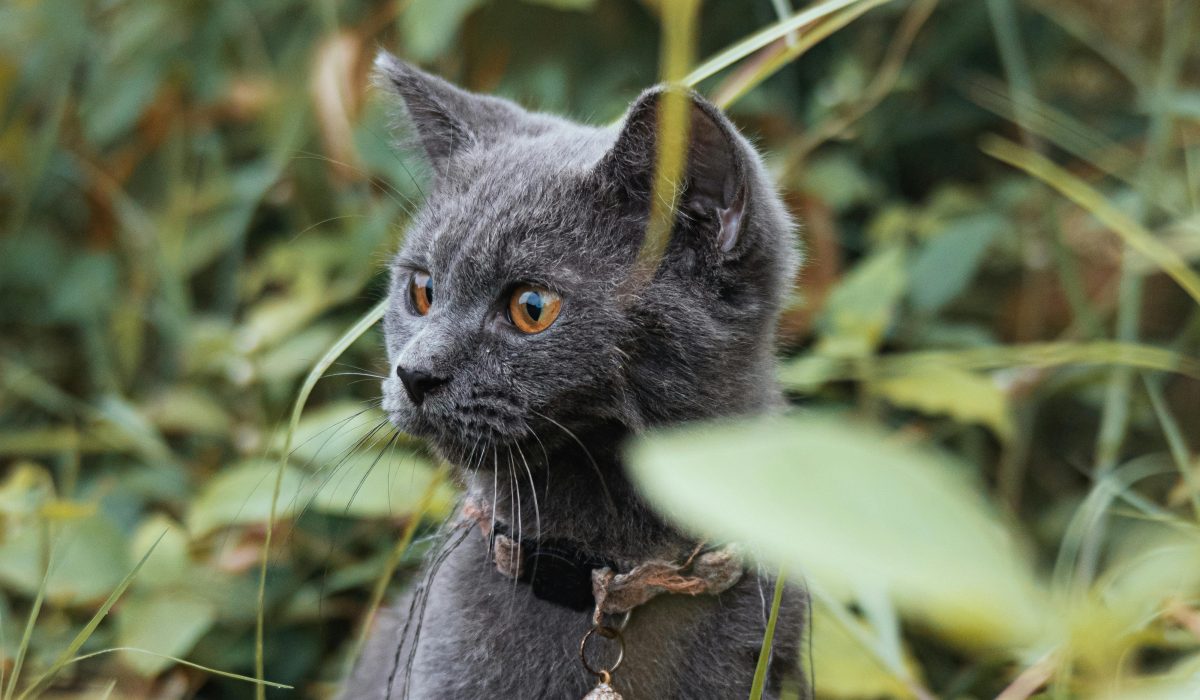 Portrait de Milo, jeune chat noir joueur, en attente d'adoption chat noir refuge. Adoption