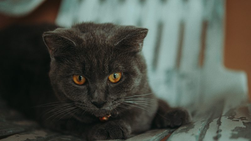 Portrait de Milo, jeune chat tigré joueur, en attente d'adoption chat tigré refuge. Adoption
