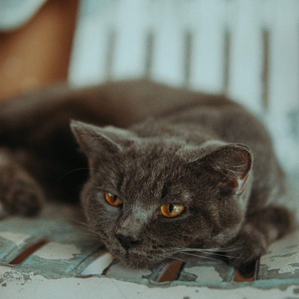 Portrait de Milo, jeune chat tigré joueur, en attente d'adoption chat tigré refuge. Adotion