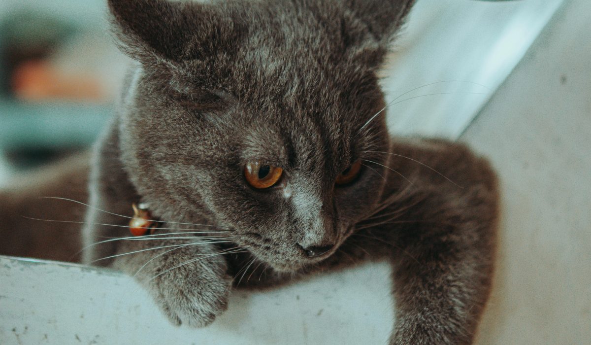 Portrait de Milo, jeune chat tigré joueur, en attente d'adoption chat tigré refuge. Adoption