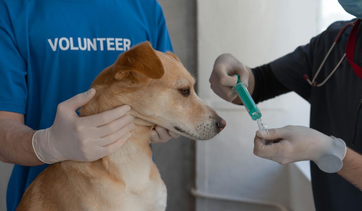 Rocky, chien berger protecteur de 4 ans, attentif dans son enclos (adoption berger protecteur). Adoption