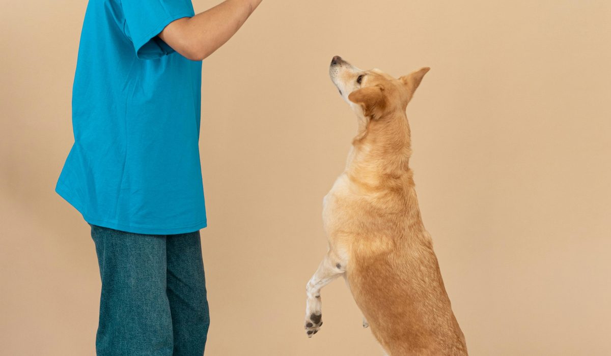 Rocky, chien berger protecteur de 4 ans, attentif dans son enclos (adoption berger protecteur). Adoption
