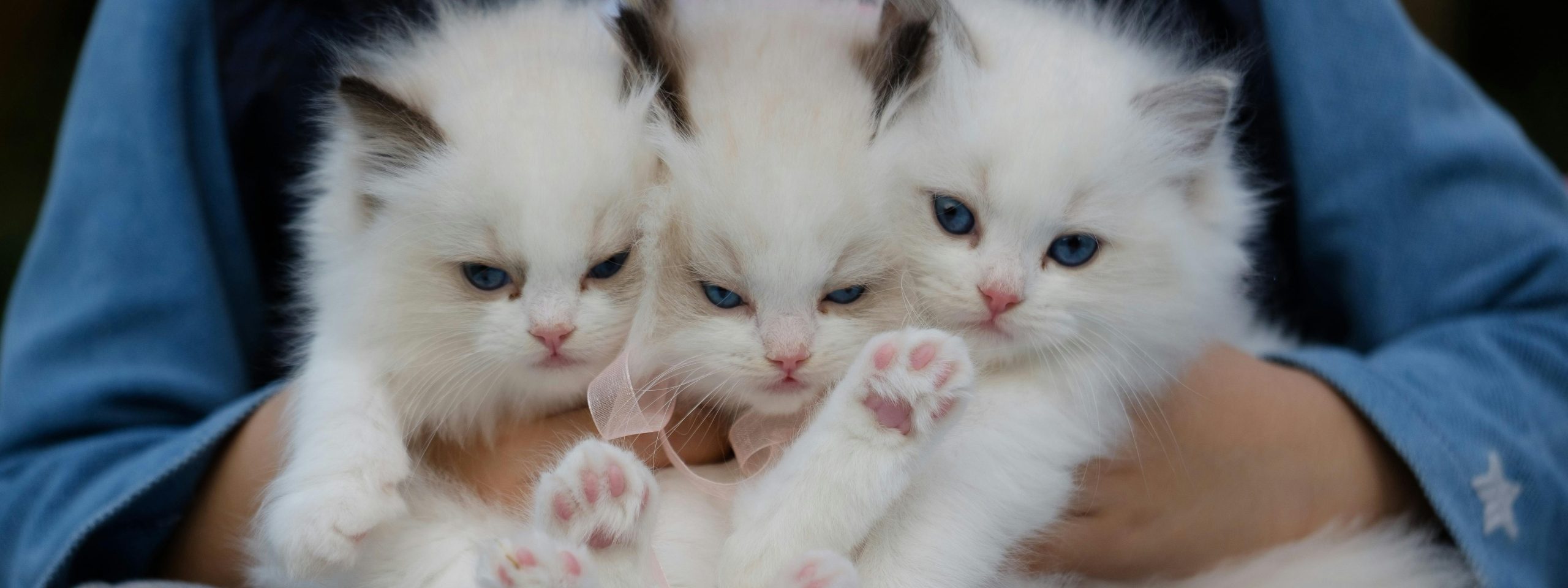 Famille heureuse et chien adopté, illustrant le slogan du refuge. adoption