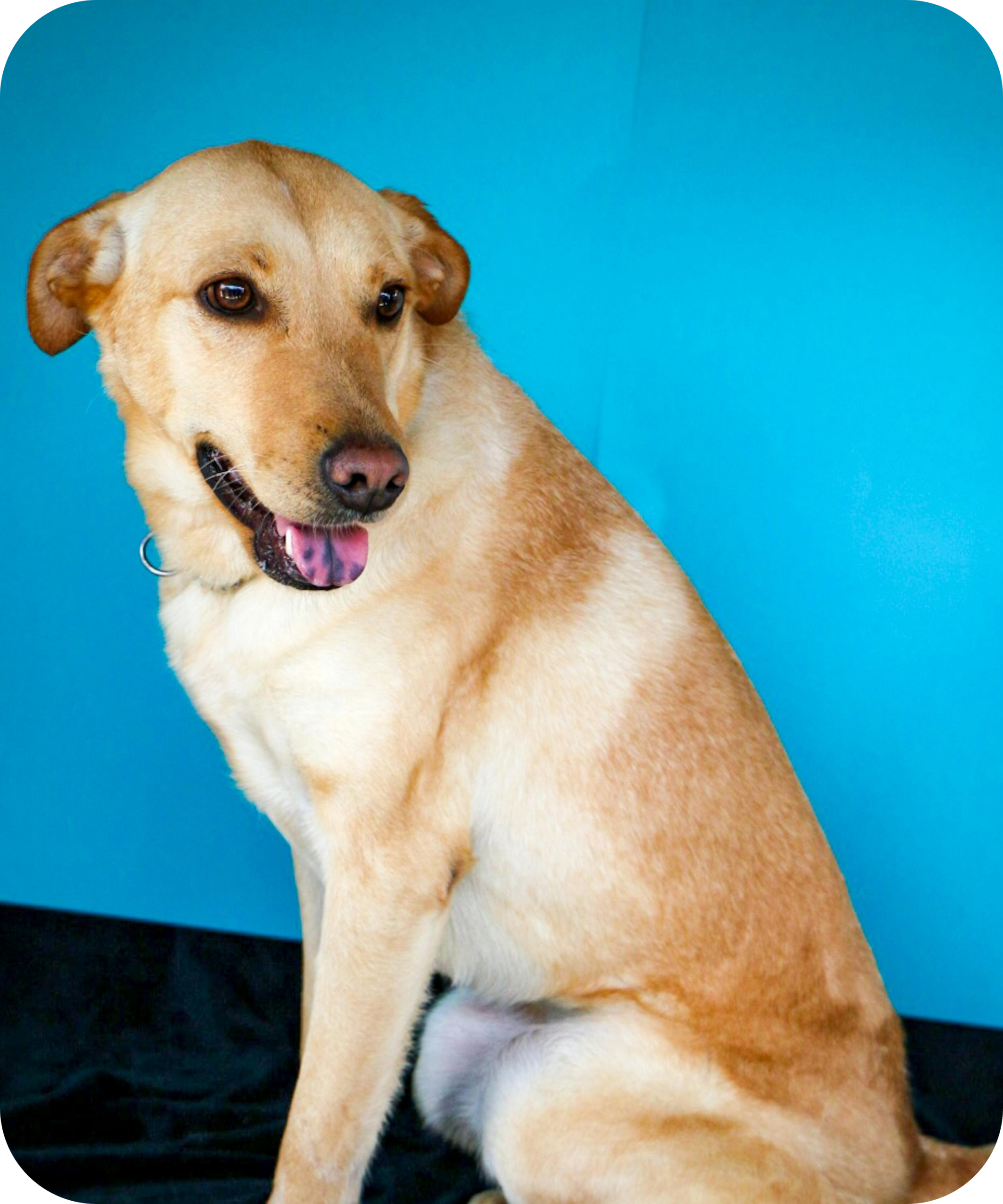 Animal heureux regardant l'horizon, symbole de l'espoir d'une adoption animale, du refuge Adopte Moi