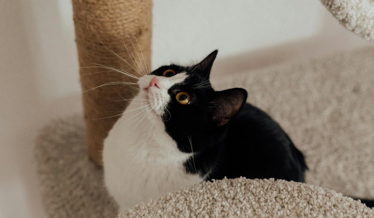 Bella, chatte senior calme de 10 ans, dans son panier (adoption chat senior). Adoption