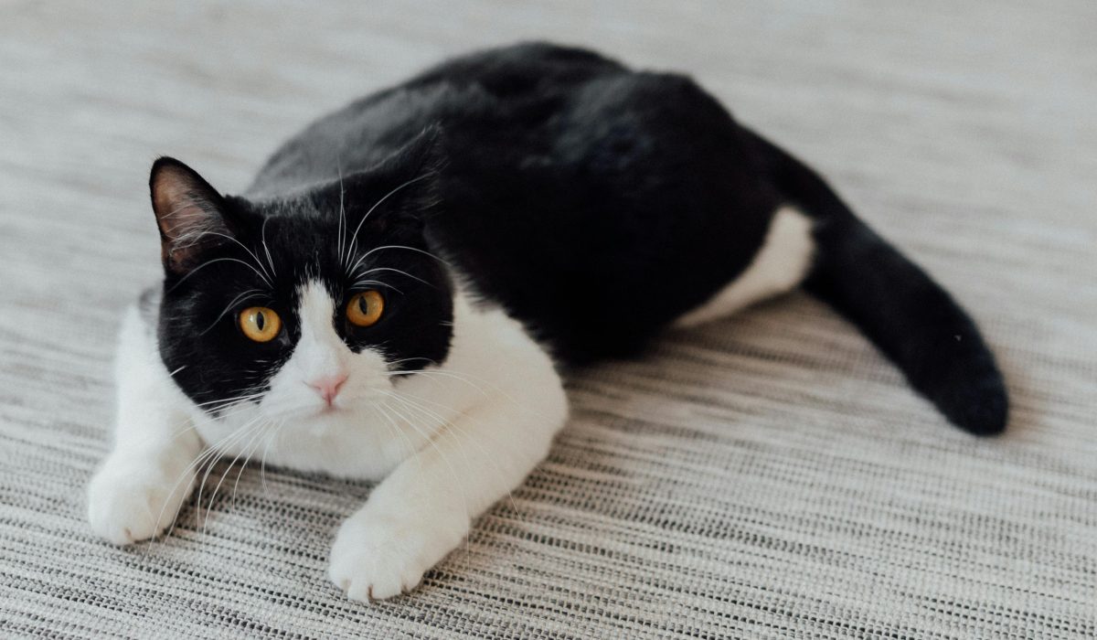 Bella, chatte senior calme de 10 ans, dans son panier (adoption chat senior). Adoption