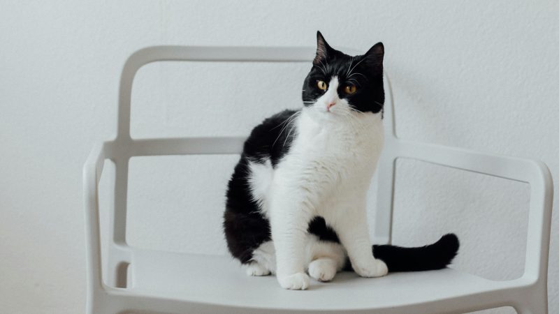 Bella, chatte senior calme de 10 ans, dans son panier (adoption chat senior). Adoption