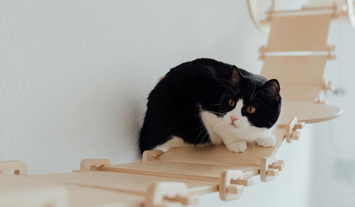 Bella, chatte senior calme de 10 ans, dans son panier (adoption chat senior). Adoption