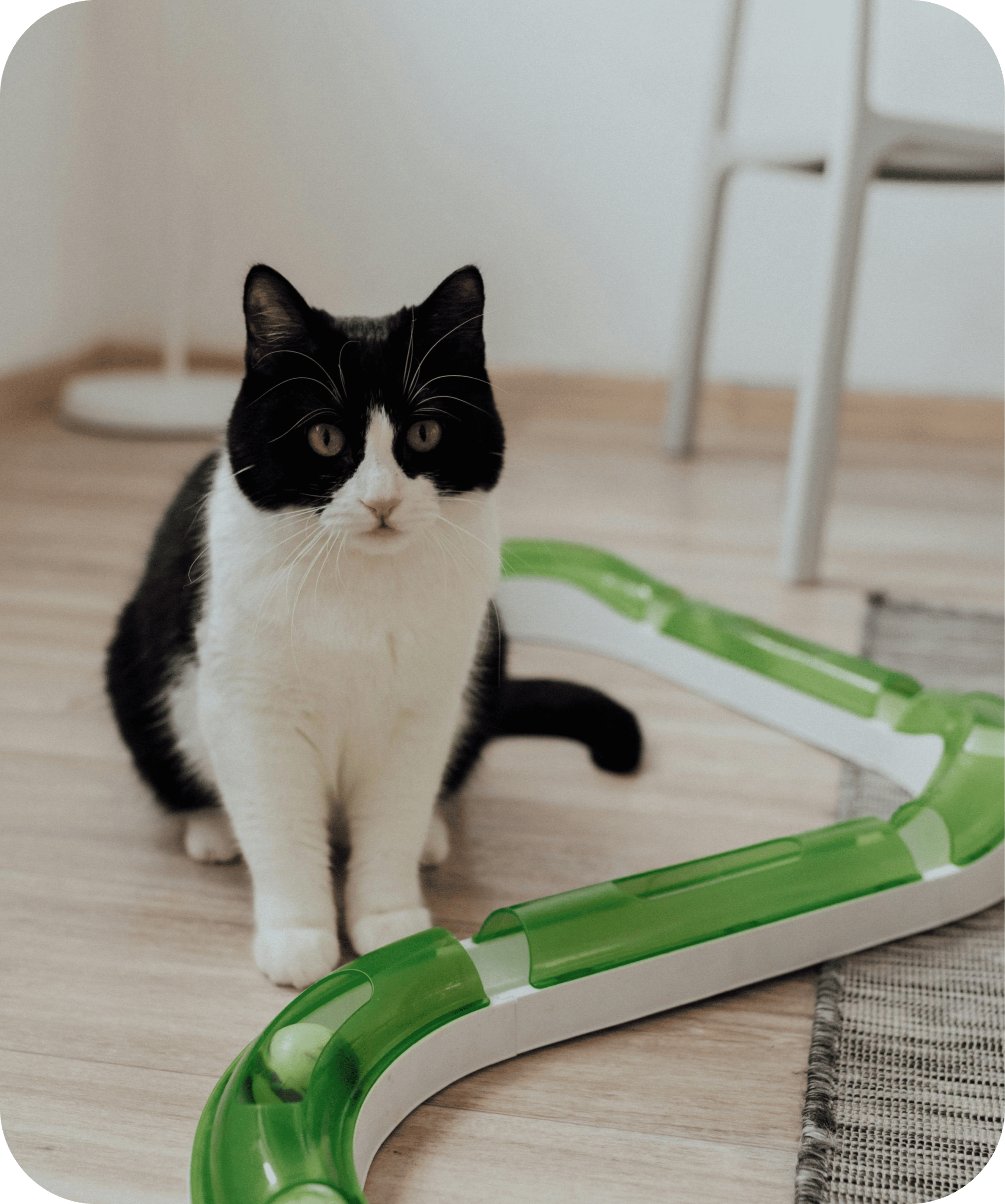 Animal heureux regardant l'horizon, symbole de l'espoir d'une adoption animale, du refuge Adopte Moi