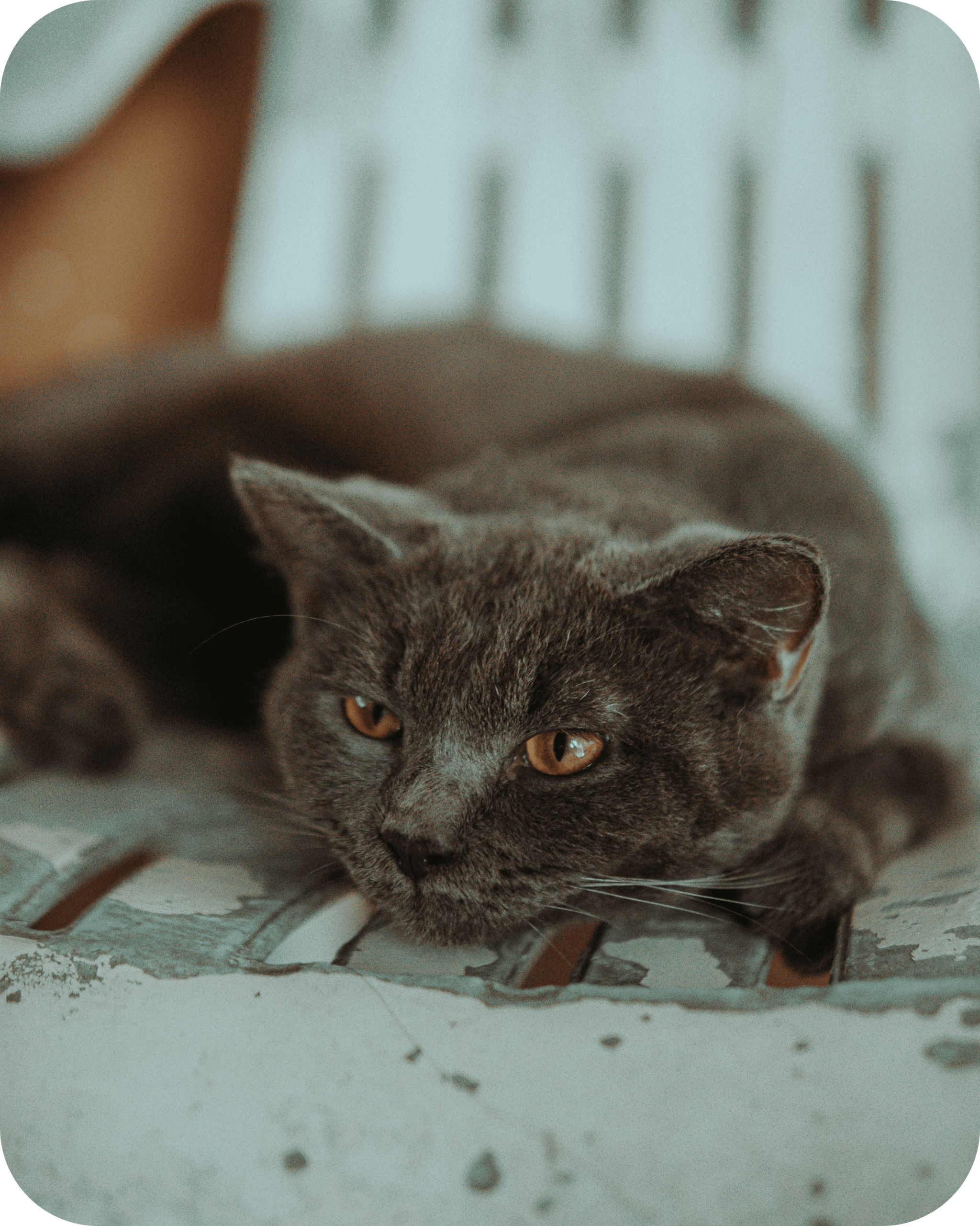 Animal heureux regardant l'horizon, symbole de l'espoir d'une adoption animale, du refuge Adopte Moi