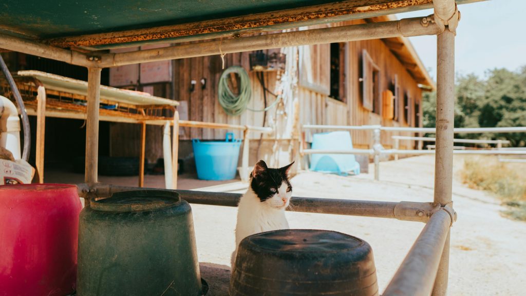 Chien et humain heureux après une adoption réussie au refuge animalier aix.