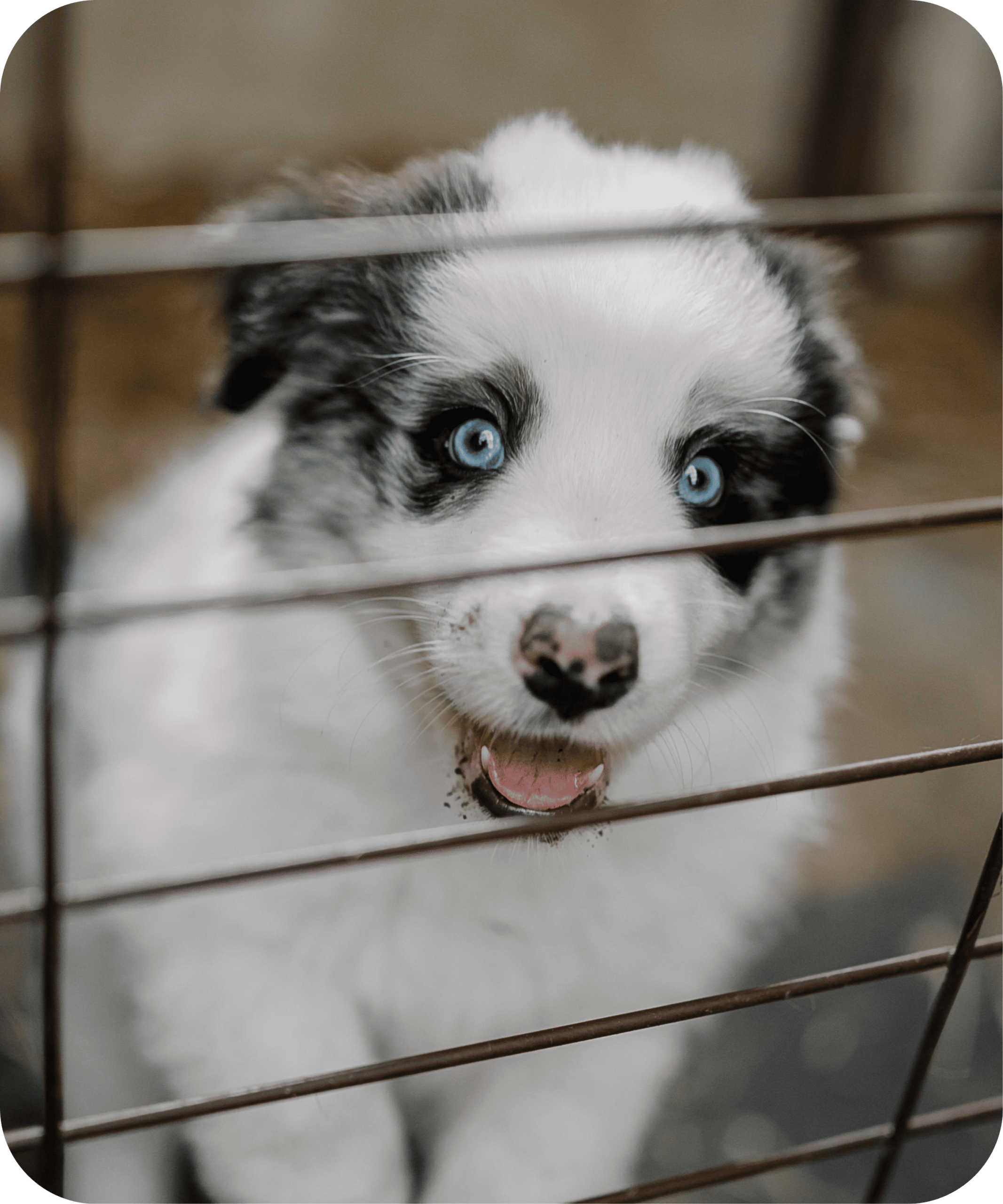 Animal heureux regardant l'horizon, symbole de l'espoir d'une adoption animale, du refuge Adopte Moi